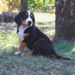 Dominic-male-Entlebucher-Mountain-Dog-puppy-for-sale-1 (4)