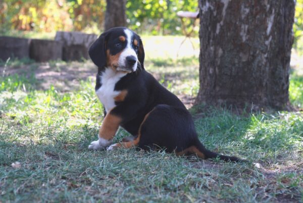 Dominic Entelbucher Sennehunde Dominic Entelbucher Sennehunde