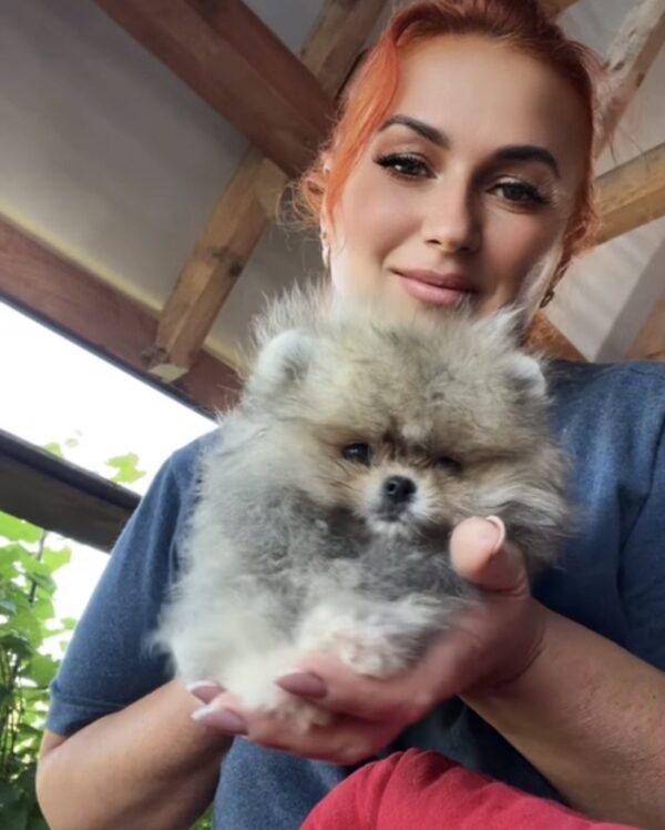 Dukat Pomeranian Dukat Pomeranian