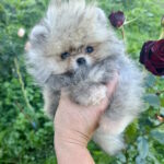 Dukat-male-pomeranian-puppy-for-sale-1 (2)