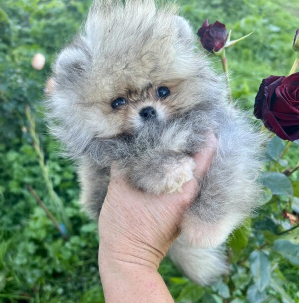 Dukat Pomeranian Dukat Pomeranian