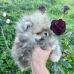 Dukat-male-pomeranian-puppy-for-sale-1 (3)