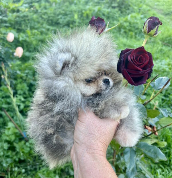 Dukat Pomeranian Dukat Pomeranian