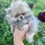 Dukat-male-pomeranian-puppy-for-sale-1 (4)