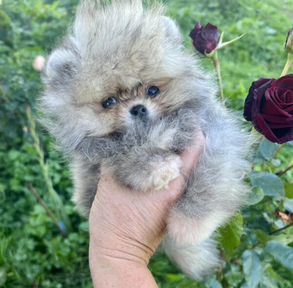 Dukat Pomeranian Dukat Pomeranian