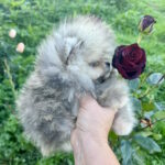 Dukat-male-pomeranian-puppy-for-sale-1 (5)