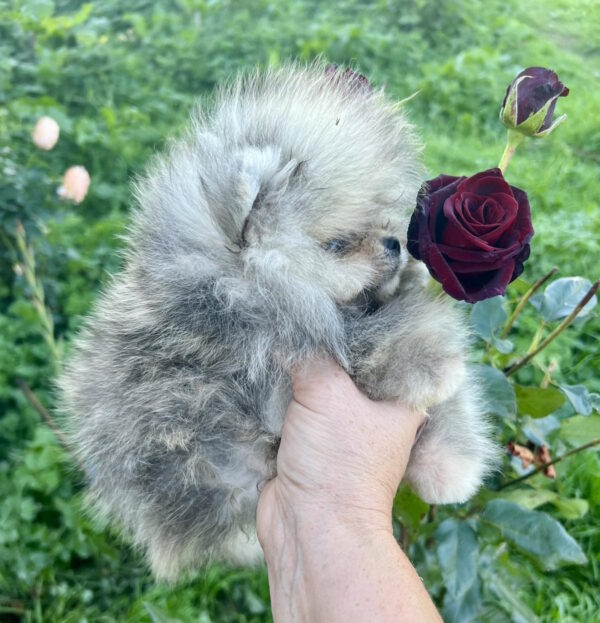 Dukat Pomeranian Dukat Pomeranian