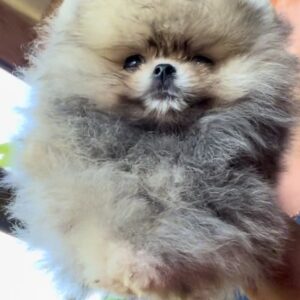 Dukat Pomeranian