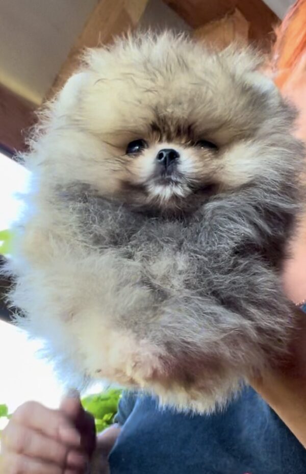 Dukat Pomeranian Dukat Pomeranian