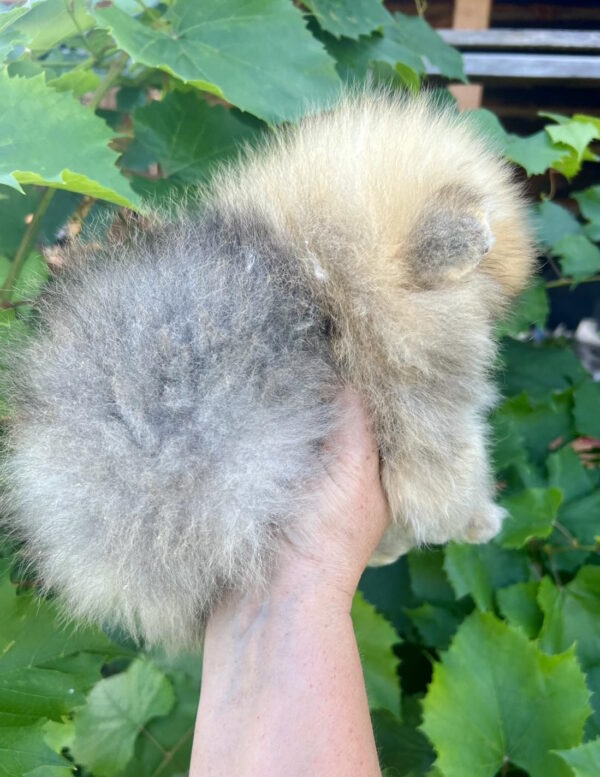 Dаgo Pomeranian Dаgo Pomeranian