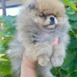 Dаgo-female-pug-puppy-for-sale-1 (2)