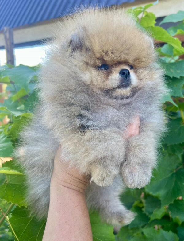 Dаgo Pomeranian Dаgo Pomeranian