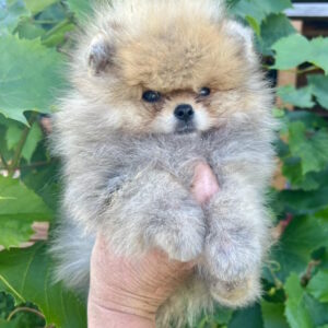 Dаgo Pomeranian