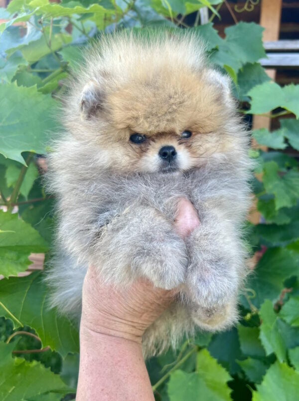 Dаgo Pomeranian Dаgo Pomeranian