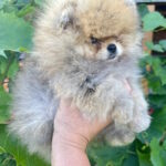 Dаgo-female-pug-puppy-for-sale-1 (4)