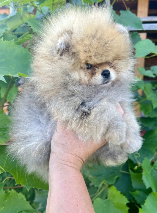 Dаgo Pomeranian Dаgo Pomeranian