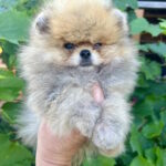 Dаgo-female-pug-puppy-for-sale-1 (5)