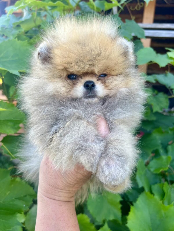 Dаgo Pomeranian Dаgo Pomeranian
