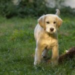 Ernestina-female-golden-retriver-puppy-for-sale-1 (1)