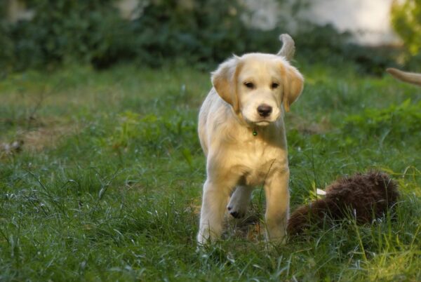 Ernestina Golden Retriever