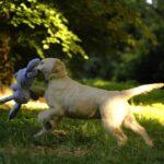 Ernestina-female-golden-retriver-puppy-for-sale-1 (2)