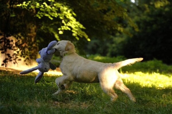 Ernestina Golden Retriever