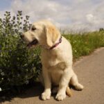 Ernestina-female-golden-retriver-puppy-for-sale-1 (3)