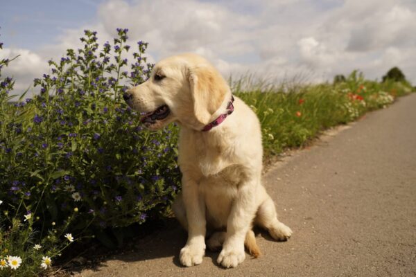 Ernestina Golden Retriever