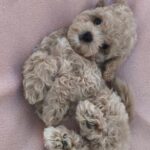 Fantasy-female-maltipoo-puppy-for-sale-1