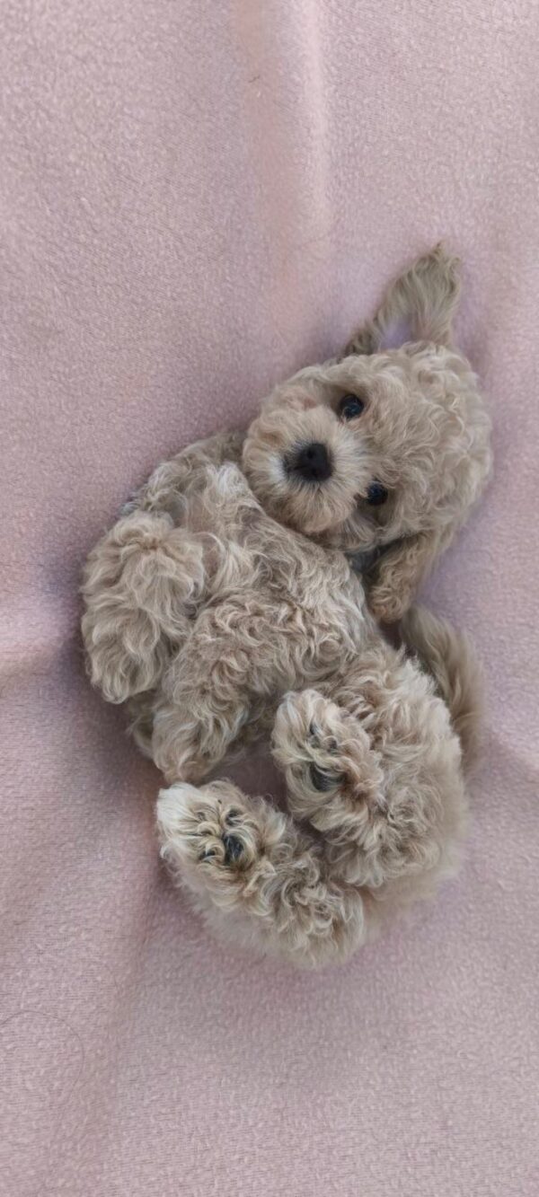 Fantasy Maltipoo Fantasy Maltipoo