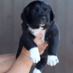 Fayra Central Asian Shepherd Dog