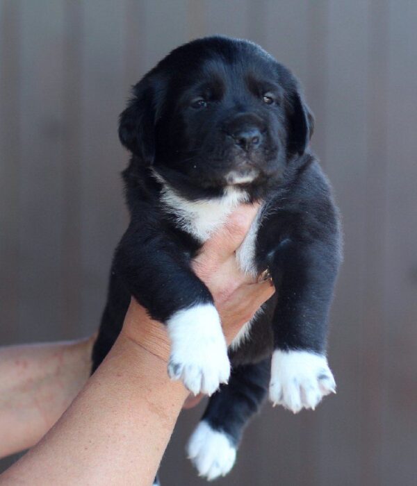 Fayra Central Asian Shepherd Dog Fayra Central Asian Shepherd Dog
