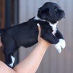 Fayra-female-Central-Asian-Shepherd-Dog-puppy-for-sale-2