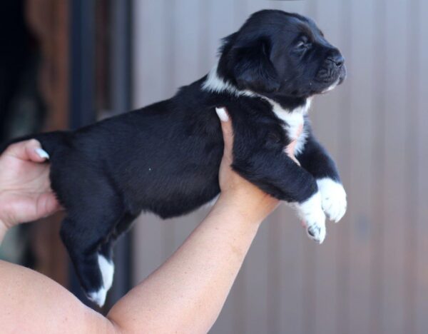 Fayra Central Asian Shepherd Dog Fayra Central Asian Shepherd Dog