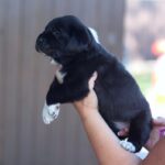 Fayra-female-Central-Asian-Shepherd-Dog-puppy-for-sale-3