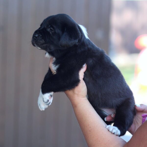 Fayra Central Asian Shepherd Dog Fayra Central Asian Shepherd Dog