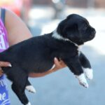 Fayra-female-Central-Asian-Shepherd-Dog-puppy-for-sale-4