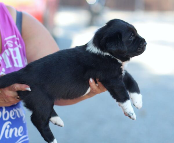 Fayra Central Asian Shepherd Dog Fayra Central Asian Shepherd Dog