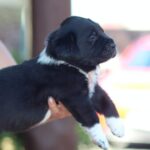 Fayra-female-Central-Asian-Shepherd-Dog-puppy-for-sale-5