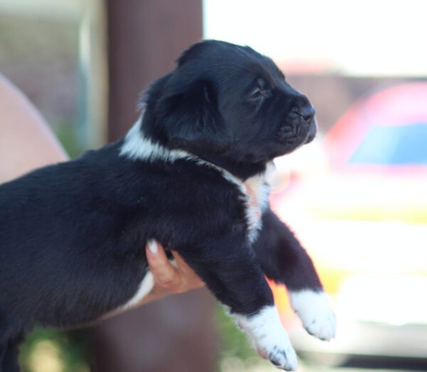 Fayra Central Asian Shepherd Dog Fayra Central Asian Shepherd Dog