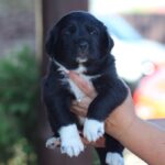Fayra-female-Central-Asian-Shepherd-Dog-puppy-for-sale-6