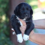Fayra-female-Central-Asian-Shepherd-Dog-puppy-for-sale-7
