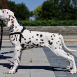 Ferdinand-male-Dalmatian-puppy-for-sale-1 (1)