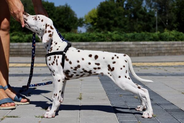 Ferdinand Dalmatian Ferdinand Dalmatian