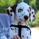 Ferdinand-male-Dalmatian-puppy-for-sale-1 (2)