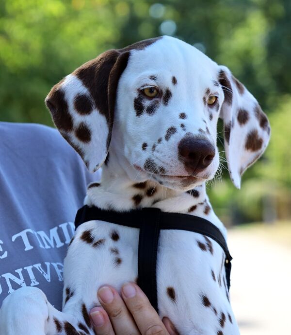 Ferdinand Dalmatian Ferdinand Dalmatian