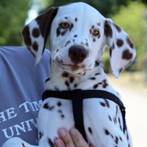 Ferdinand Dalmatian