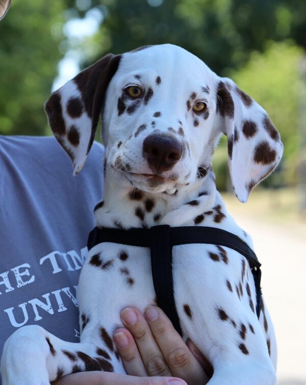 Ferdinand Dalmatian Ferdinand Dalmatian