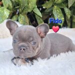 Fido-male-french-bulldog-puppy-for-sale-1 (1)