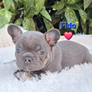 Fido French Bulldog